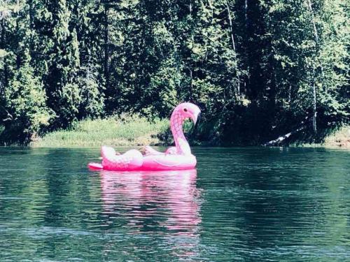 cc - resize - summer fun - flamingo