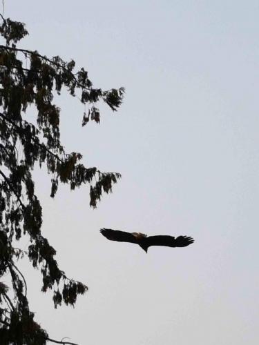 z - resize - Wildlife - eagle