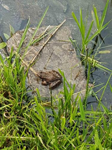 z - resize - Wildlife - pond frog